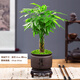 想開(kāi)發(fā)財樹(shù)盆栽室內植物客廳好養小盆景四季常青辦公室花卉綠植