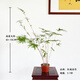 華香蘭藝華香園紅觀(guān)音竹內門(mén)紫紅寒文米竹子苗盆栽景素材耐陰書(shū)房室內綠植 紅觀(guān)音5-7桿 原盆原土發(fā)貨