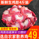 4斤雞胗冷凍新鮮商用批發(fā)生鮮雞肉雞肫鹵味食材 4斤裝