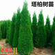 春描語(yǔ)墓前塔柏松柏樹(shù)苗塔柏墳頭蜀檜墓地松掃墓清明松側柏松柏球柏樹(shù)苗 1.2-1.5米高