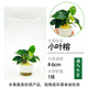 森悠（SARYOR）魚(yú)缸懶人水草活體植物水榕沉木莫斯真水草種子水族箱造景裝飾套餐 小葉榕帶環(huán)