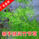 光彩年華印度小竹節(jié)竹節(jié)草水草植物魚缸水族箱造景綠菊蜈蚣草水榕活體真草 20多支竹節(jié)草帶瓷環(huán)