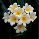 君子蘭苗室內(nèi)綠植花卉高檔植物室內(nèi)盆景蘭花盆栽君子蘭盆栽君子蘭大小苗蘭花苗 白梅花 7到10片葉子