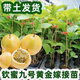 欽蜜9號(hào)百香果苗廣西純甜黃金樹苗庭院盆栽種植當(dāng)年結(jié)果帶土四季 2顆欽蜜黃金百香果（純甜無酸） 30-40cm