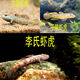 子陵原生冷水魚(yú)小型淡水白面溪流吻蝦虎魚(yú)好養耐活熱帶觀(guān)賞魚(yú)李氏 李氏蝦虎4-7厘米5條