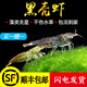 薩依藍黑殼蝦活體清潔淡水蝦水族箱生態(tài)觀(guān)賞蝦除藻蝦寵物蝦飼料草缸必備 黑殼蝦大蝦拍150額外送150