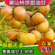 普寧崩坎甜種油柑果余甘果牛甘子現(xiàn)摘柿餅甜油甘果滇橄欖孕婦酸甜 1斤裝【現(xiàn)摘 甜種油柑】