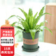 歐芽蕨類植物鐵線蕨波士頓蕨室內(nèi)盆栽植物 鳥巢蕨120#【加侖盆】