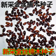 春枝韻新采金絲楠木樹種子 四川金絲楠木種子 紫楠種籽 小葉楨楠種子 金絲楠木50克