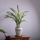 八芽建蘭素心盆栽天香素濃香型觀蘭花植物室內(nèi)四季好養(yǎng)名貴帶花苞花卉 建蘭-喜上枝頭盆-紫砂托 帶盆栽好