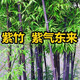 竹子樹苗紫竹盆栽庭院綠化景觀竹苗四季常青竹子樹苗北方耐寒植物 紫竹0.5公分粗