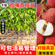 芥圃荔枝苗嫁接苗 官方旗艦 廣西荔枝樹(shù)苗南方種植可長(cháng)10年大樹(shù)果樹(shù)苗 雞嘴荔枝【帶土帶葉發(fā)貨】 2年苗 高度：50-70cm