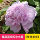 臨雅牡丹花苗正宗山東菏澤洛陽芍藥鮮花大苗室外盆栽重瓣觀賞樹苗花卉 牡丹藍田玉大苗