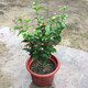 凝慧虎頭茉莉花盆栽室內外陽(yáng)臺重瓣濃香花卉獨桿茉莉花苗 獨桿虎頭