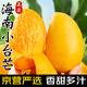 三亞芒果 海南芒果 新鮮水果生鮮整箱 熱帶小臺(tái)農(nóng)芒果孕婦青皮臺(tái)芒 需催熟 5斤裝（凈果4.5斤）單果100g+ 源頭直采 品質(zhì)甄選