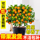 臨雅【帶果發(fā)貨】四季金桔樹(shù)年桔可食用冬季客廳年宵花盆栽金橘子樹(shù)苗 金桔樹(shù)+原土盆