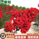 黛陌紫薇花樹(shù)苗紫薇苗紅火箭紫薇小苗百日紅紫薇花苗庭院綠化苗 紅火箭 1米左右高