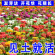 播種心情冰島虞美人花種籽子種子陽(yáng)臺(tái)花卉花籽開(kāi)花盆栽室外庭院耐寒多年生 混色百日草一斤