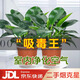 雙盟金鉆盆栽綠公主辦公室客廳綠植盆栽吸毒王吸甲醛好養(yǎng)易活源頭直發(fā)