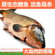 春之卉瑾鯉魚(yú)大鯉魚(yú)新鮮鮮活鯉魚(yú) 大魚(yú) 活魚(yú)現殺淡水魚(yú) 鯉魚(yú) 一條裝(8兩-1.0斤)