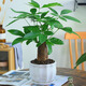 溫馨滿(mǎn)屋（V.S.M.V）發(fā)財樹(shù)盆栽植物室內花卉植物室內花綠植室內客廳招財樹(shù)好養小盆栽 3年生/粗桿發(fā)財樹(shù)+簡(jiǎn)約陶瓷盆