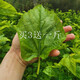 蘇仙石桑葉現摘新鮮桑葉蠶寶寶桑葉學(xué)生養蠶喂蠶鮮桑葉1斤裝新鮮桑葉 2斤特價(jià)裝