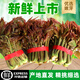 香椿芽新鮮野生頭茬紅油嫩芽當(dāng)季香春葉菜椿芽蔬菜芽菜鮮嫩野菜 優(yōu)選香椿芽3斤裝