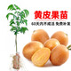 鮮美傳奇黃皮苗大雞心黃皮苗郁南無(wú)核嫁接苗南北方種水果苗盆栽地栽廣西發(fā) 無(wú)核黃皮苗【帶泥球】