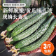 密農(nóng)人家農(nóng)家黃瓜 兒時的味道 綠黃瓜 帶刺青瓜 脆嫩爽口 新鮮長黃瓜 3斤長黃瓜