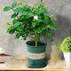 筆尖茉莉獨(dú)桿單瓣茉莉花盆栽虎頭茉莉室內(nèi)植物花苗白色茉莉好養(yǎng) 筆尖茉莉5年苗（加侖盆）
