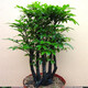 小葉紫檀盆景樹(shù)苗紫檀樹(shù)樁室內(nèi)陽(yáng)臺(tái)盆栽花卉綠植耐寒四季常青植物 樁形 高30厘米 一盆3棵