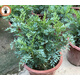 羨尤蕓隆鼎蕓香草蕓香草臭草植物盆栽室外陽(yáng)臺(tái)菜園四季花苗臭艾驅(qū)蚊草定 蕓香小盆 帶盆栽好