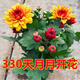 意軒菊花苗秋菊多頭菊女王菊波斯菊荷蘭菊雛菊菊花盆栽帶花發(fā)貨不含盆 菊花橙色（帶花苞發(fā)貨）