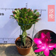 進(jìn)口嫁接蟹爪蘭盆栽花卉多色帶花苞重瓣陽(yáng)臺植物四季開(kāi)花蟹爪蓮苗 嫁接【沙倫】當年開(kāi)花+花架 不含盆