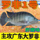 時(shí)鳥羅非專用魚餌料四季野釣黑坑大羅飛專用餌料廣東廣西福壽魚肝腥味 羅非爆護(hù)餌【1斤】