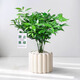 綠蔭巷子綠植室內(nèi)小盆栽辦公室桌面ins風(fēng)好養(yǎng)植物盆景四季常青凈化空氣 【南瓜盆】竹柏+吊牌3張