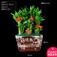 幼薇節(jié)節(jié)高富貴竹植物客廳轉(zhuǎn)運(yùn)綠植盆栽辦公室內(nèi)桌面好養(yǎng)盆景四季常青 九棵富貴竹+橫好運(yùn)來(lái)陶瓷盆 帶盆栽好