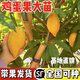臺(tái)灣雞蛋果樹嫁接耀堂仙桃AL羅斯果木瓜仙桃四季開花結(jié)果盆栽地栽 雞蛋果 三年苗