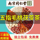 南京同仁堂五指毛桃土茯苓茶獨(dú)立小包土伏苓非去身濕茶泡茶泡水煲湯湯料包 三盒周期裝【5g*90包】