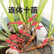 水菖蒲植物花卉水培微景觀(guān)陽(yáng)臺龜缸水養盆栽盆景庭院綠植石菖蒲 一根連體石菖蒲10苗 不含盆