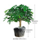 OIMG鴨腳木盆栽植物室內花四季常青好養老樁盆景吸甲醛八方來(lái)財七葉蓮 老樁鴨腳木/基地養植塑料盆 帶盆栽好