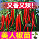 大菜鄉(xiāng)壽光香辣美人椒苗秧摘不敗海椒線椒朝天椒種子四季盆栽陽臺帶土球 美人椒苗6棵+1包肥