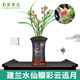 劉閣蘭花蘭花苗 彩云追月  現帶濃香花苞出售好養綠植花卉盆栽蘭花苗草 3苗連體帶花，關(guān)注收藏配肥