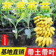 蘋(píng)果香蕉樹(shù)苗廣西矮化香蕉苗樹(shù)苗粉蕉苗中蕉九號苗皇帝蕉苗當年結 蘋(píng)果蕉(帶營(yíng)養杯土帶葉) (20-30厘米高)4棵裝