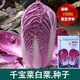 春枝韻大白菜千寶菜紫玉大白菜 農(nóng)田菜園紫色白菜紫紅色大白菜蔬菜種籽 千寶菜白菜種子原廠包裝1袋