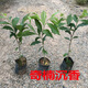 霆環(huán)名貴苗木沉香樹(shù)苗正宗濃香型奇楠沉香苗綠化樹(shù)苗盆栽老樁客廳奇南 奇楠沉香1.5米高，粗2厘米 其他