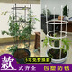園之助花架爬藤架月季花盆植物支架牽引架子鐵線(xiàn)蓮蟹爪蘭花固定支架 黑色圈15cm 4個(gè)圈*高90cm 大