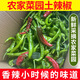 江西特辣辣椒新鮮現(xiàn)摘農(nóng)家自種青辣椒超辣超麻青椒生鮮蔬菜 新鮮農(nóng)家本地辣椒 3斤