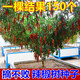 旺園興辣椒樹(shù)種子樹(shù)形辣椒樹(shù)形蔬菜種子多年生蔬菜種子庭院盆栽辣椒種子 辣椒樹(shù)種子1包+