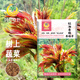 鳳鳴雅世新采紅油香椿種子紅油香椿種籽速生四季芽苗菜紅油香椿種子50克